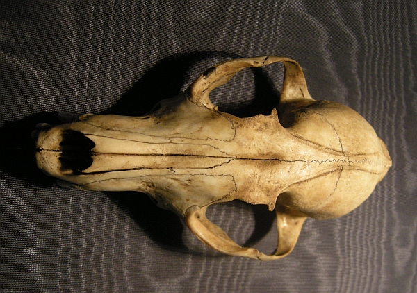 Cranio: Volpe